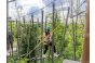 ThumbnailZwei Frauen auf einer schwebenden Brücke zwischen den Flying Fox Strecken