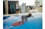ThumbnailEine gute Surferin auf der stehenden Welle in der Jochen Schweizer Arena